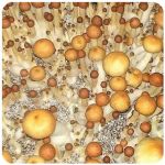 Псилоцибиновые (галлюциногенные)  грибы Psilocybin "Golden Teacher" в Шенкурске