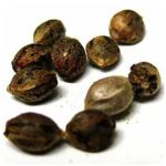 Семена марихуаны АК-47  (Seeds AK-47) в Шенкурске